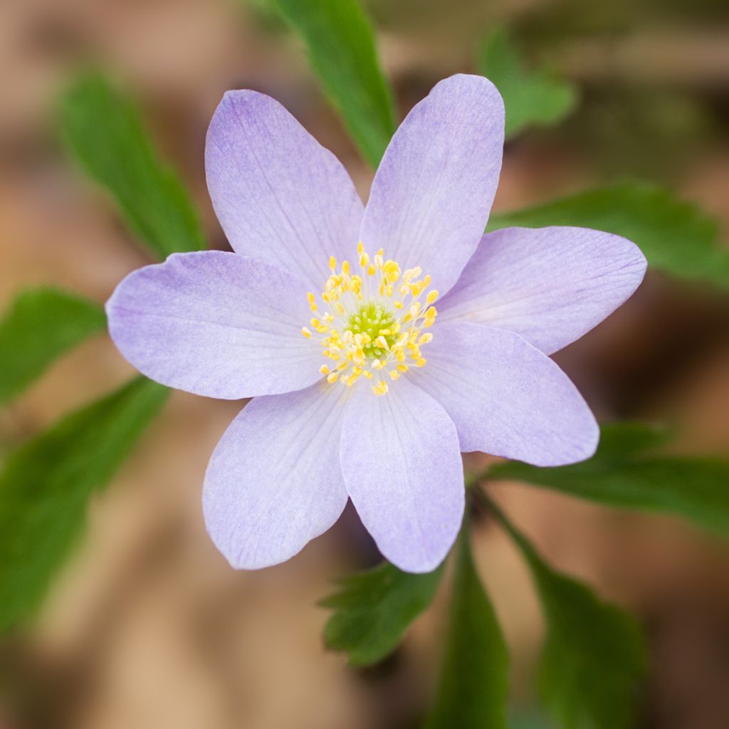 Anemone nemorosa Lucia - Anémone des bois