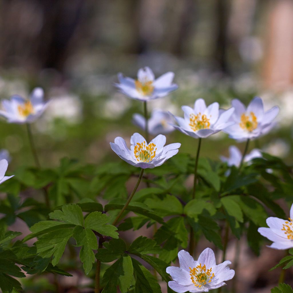 Anemone nemorosa Lucia - Anémone des bois