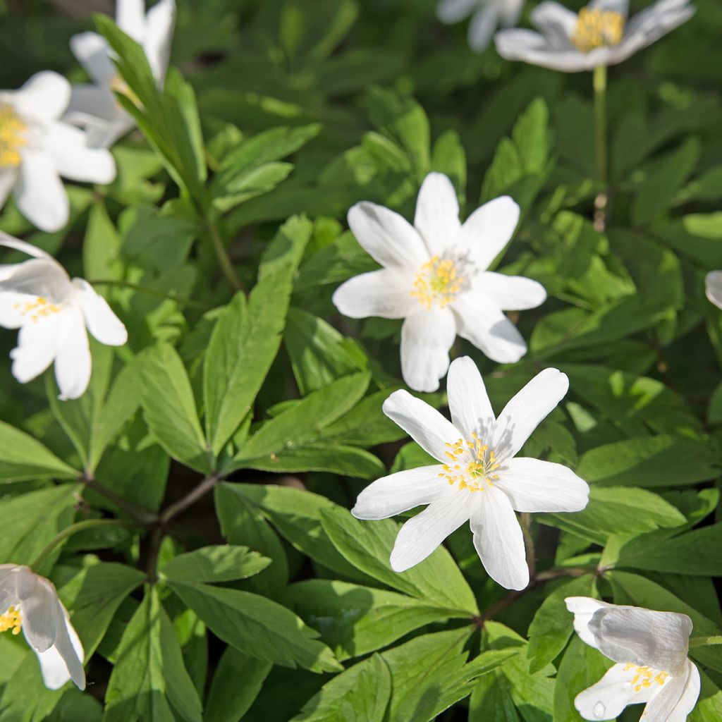 Anemone nemorosa Lychette - Anémone des bois