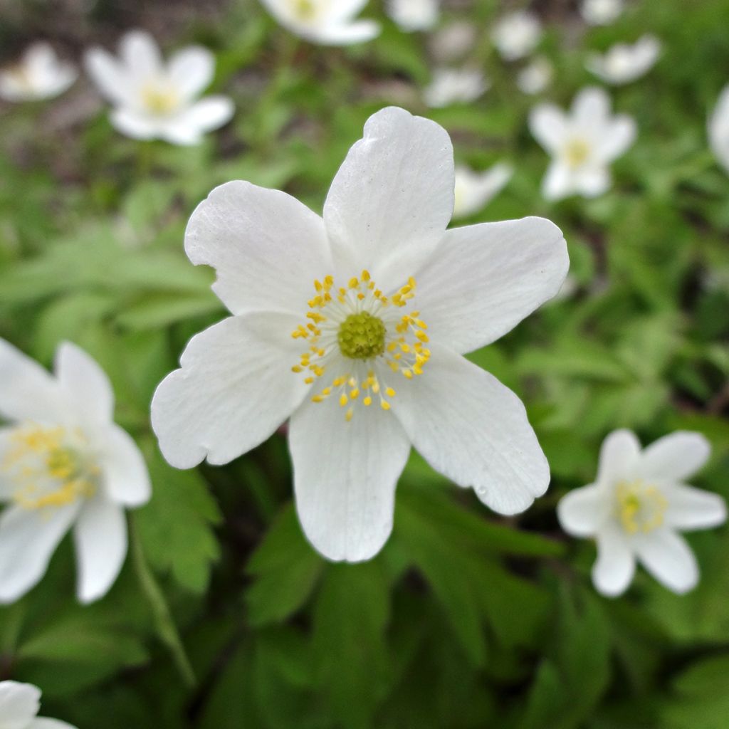 Anemone nemorosa Lychette - Anémone des bois