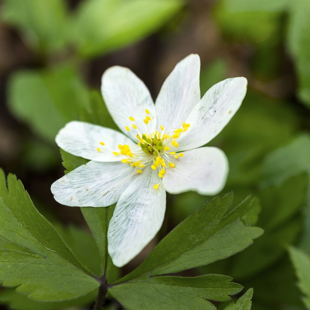 Anemone nemorosa Lychette - Anémone des bois