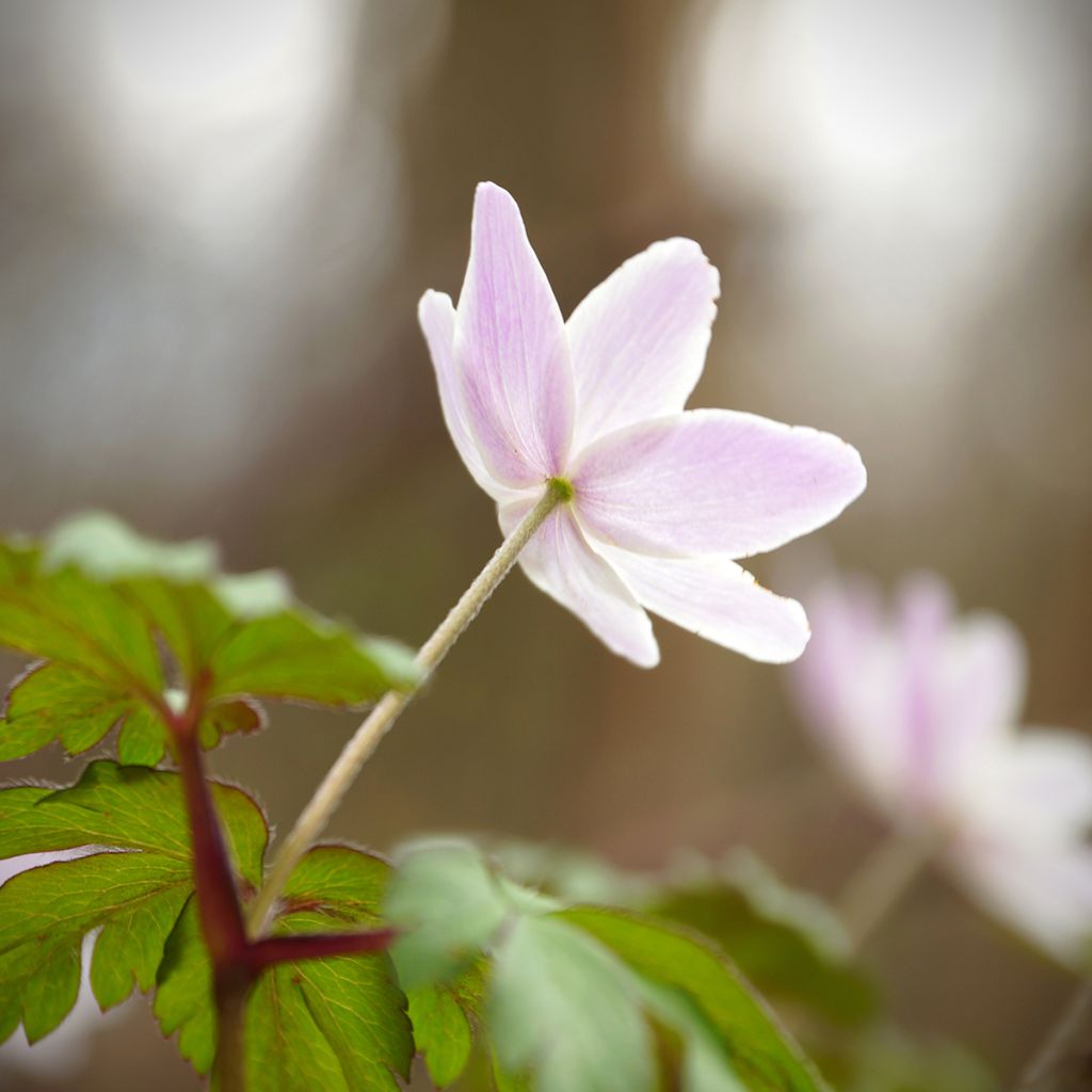 Anemone nemorosa Marie-Rose - Anémone des bois