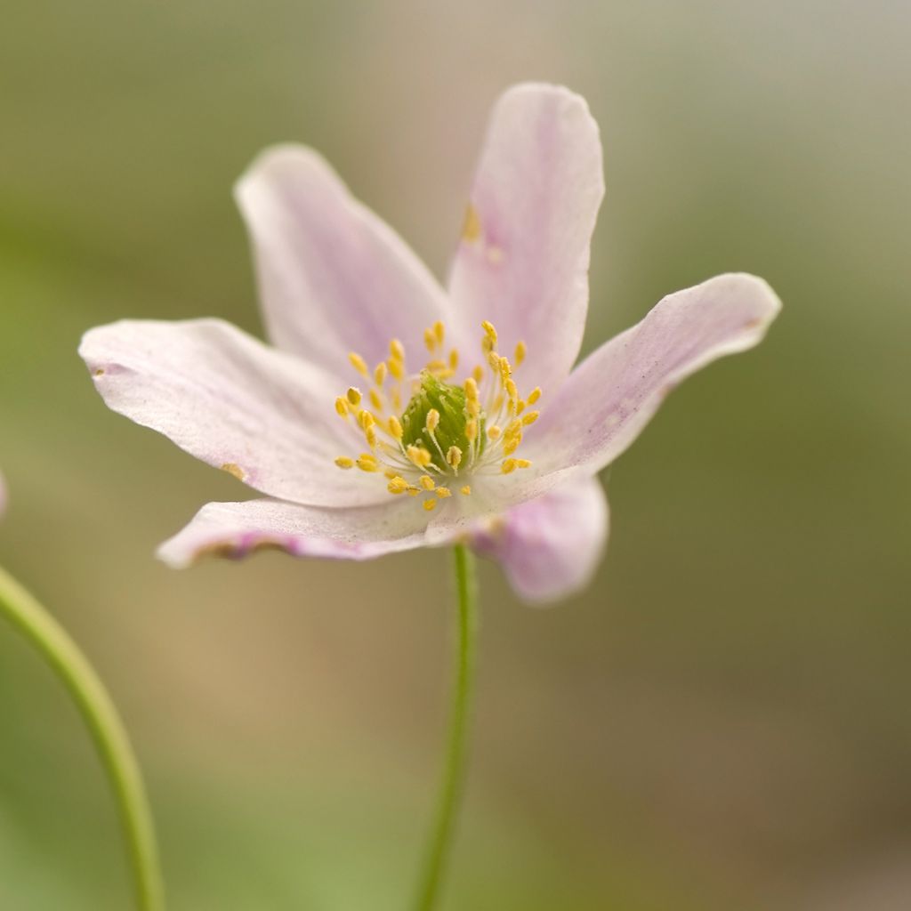 Anemone nemorosa Marie-Rose - Anémone des bois