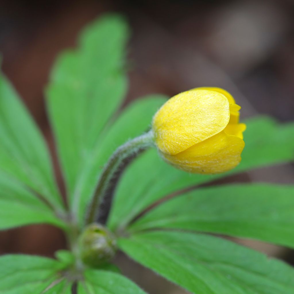 Anemone ranunculoides - Anémone fausse renoncule