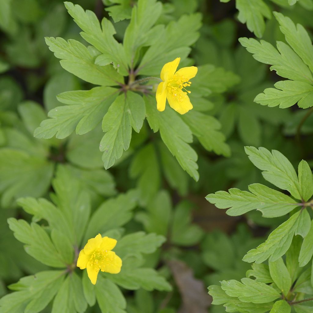 Anemone ranunculoides - Anémone fausse renoncule