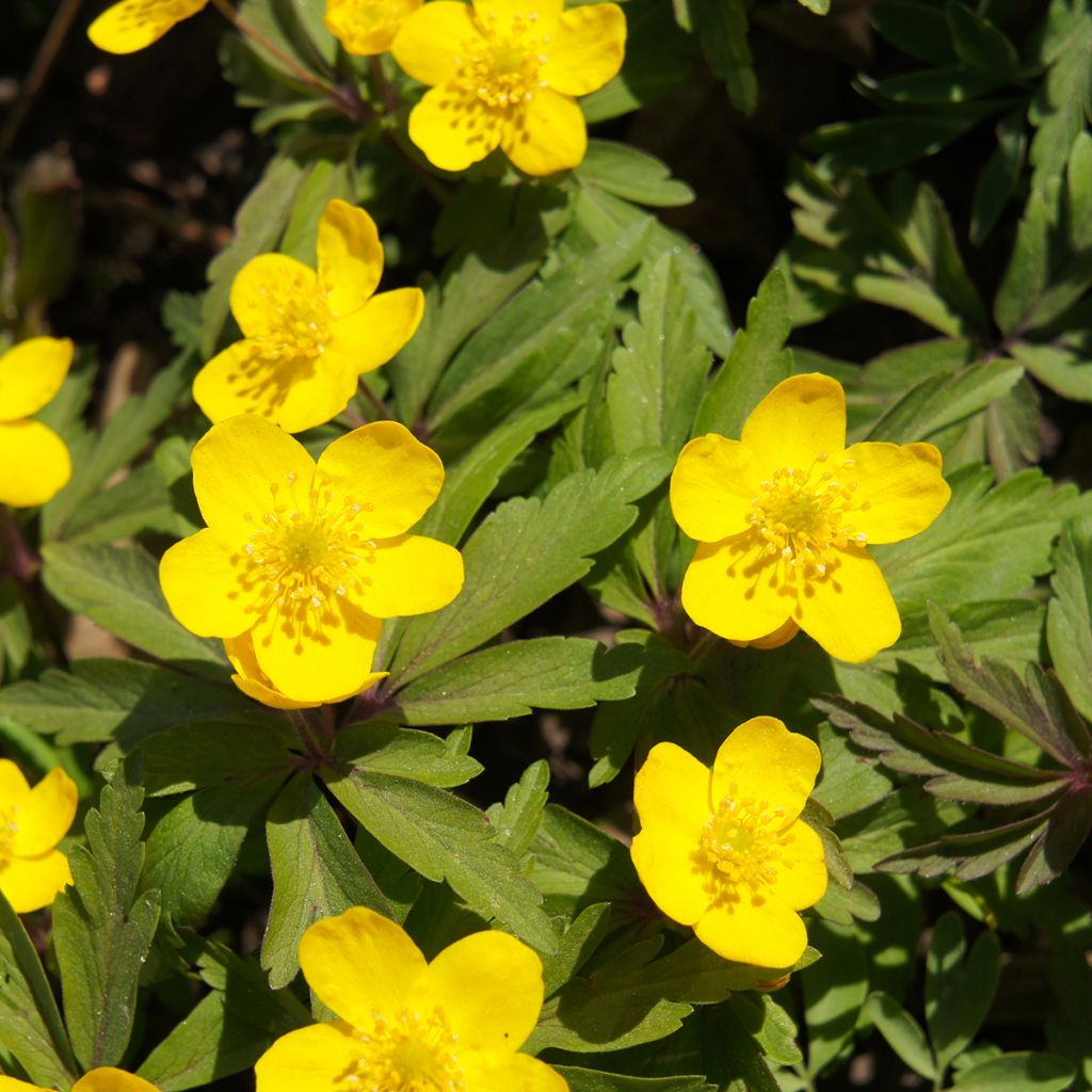 Anemone ranunculoides - Anémone fausse renoncule