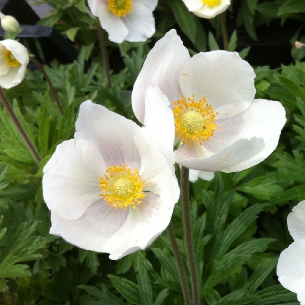 Anémone des fôrets - Anemone sylvestris