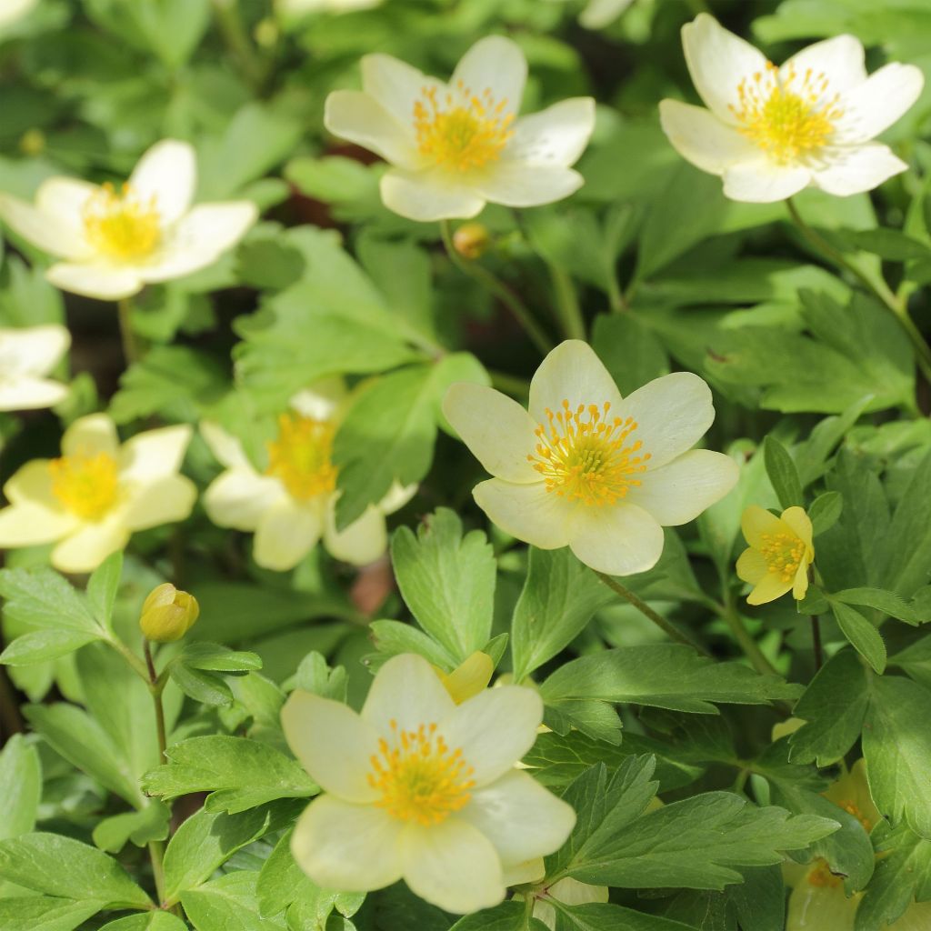 Anemone x lipsiensis - Anémone des bois hybride.