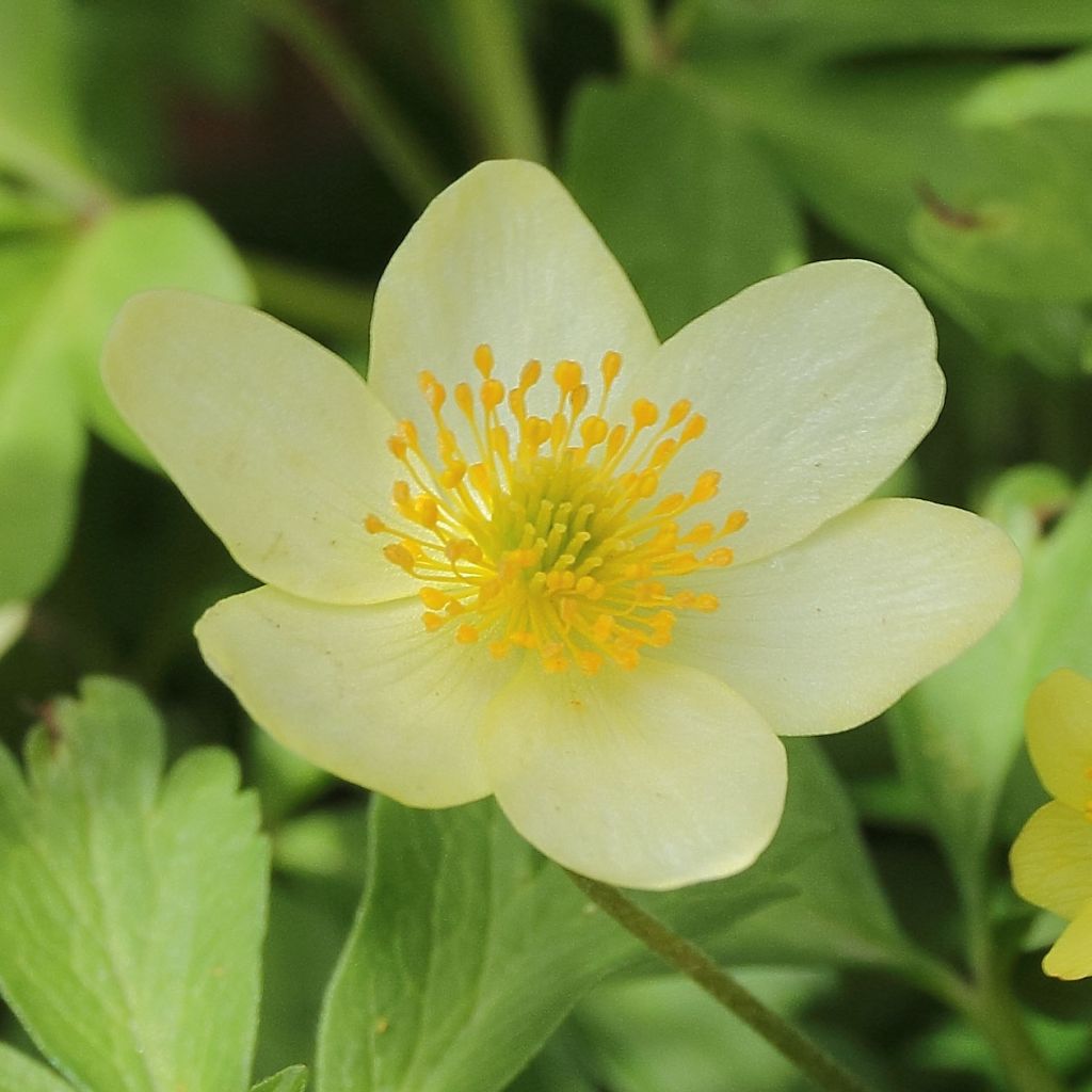 Anemone x lipsiensis - Anémone des bois hybride.