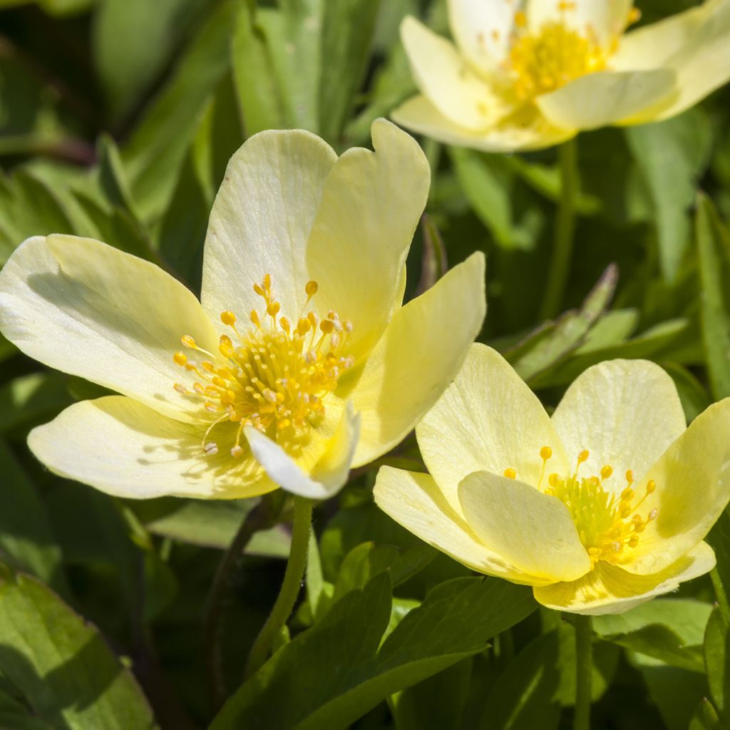 Anemone x lipsiensis - Anémone des bois