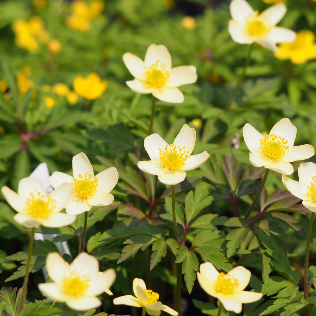 Anemone x lipsiensis - Anémone des bois