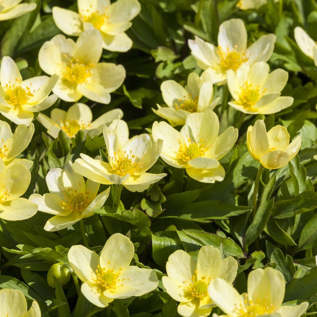 Anemone x lipsiensis - Anémone des bois