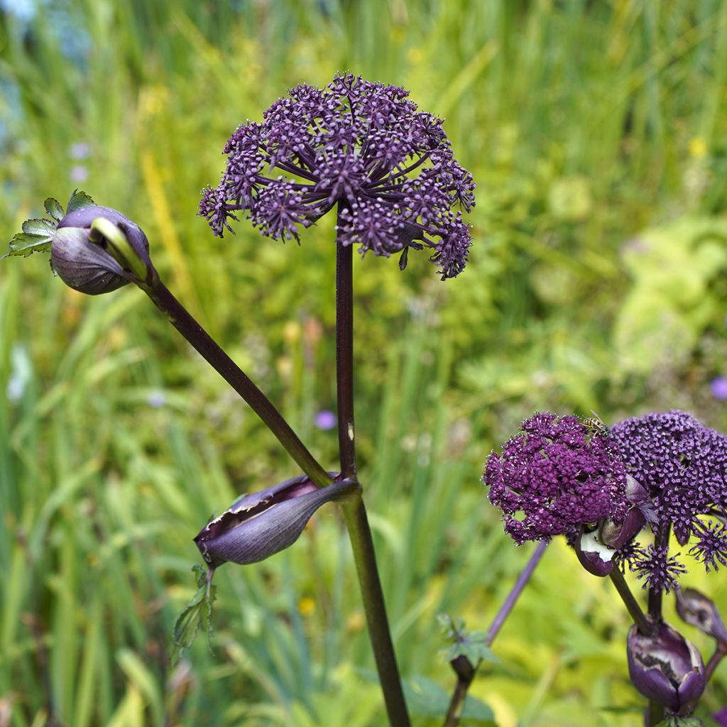 Angelica gigas - Angélique rouge