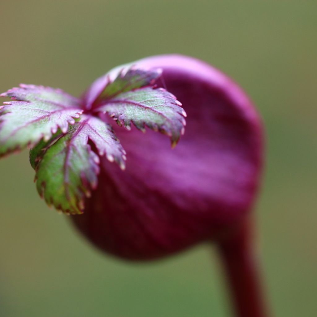 Angelica gigas - Angélique rouge