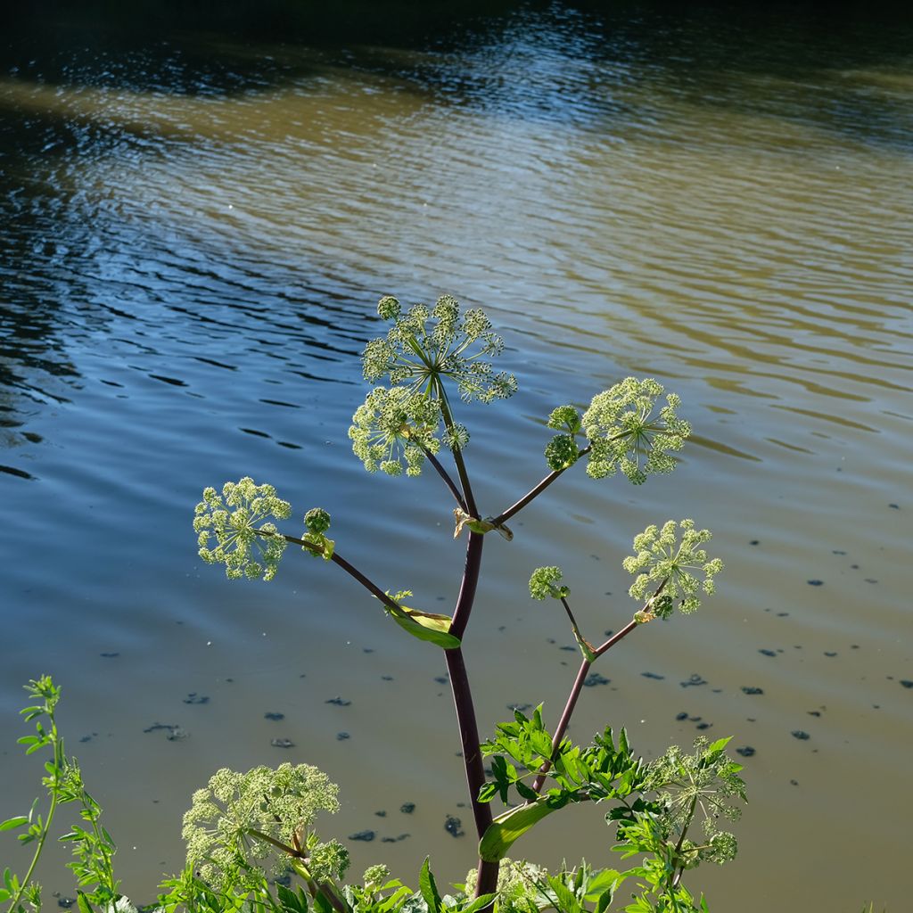 Angélique, Angelica atropurpurea