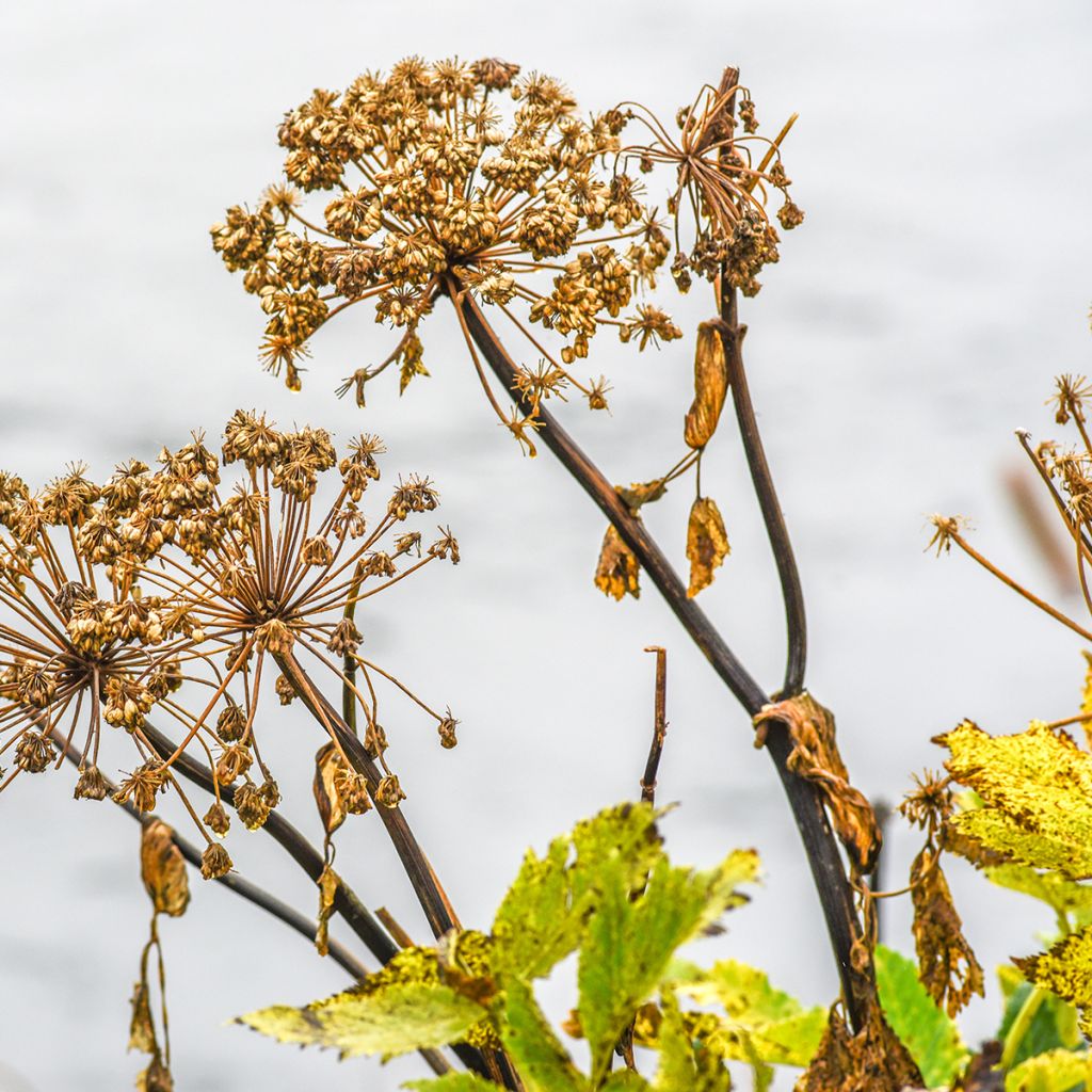 Angélique, Angelica atropurpurea