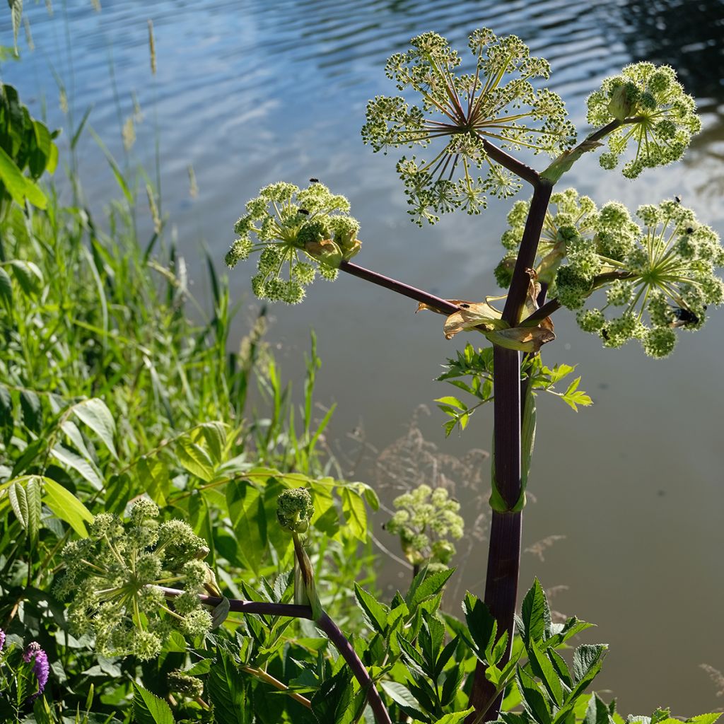 Angélique, Angelica atropurpurea