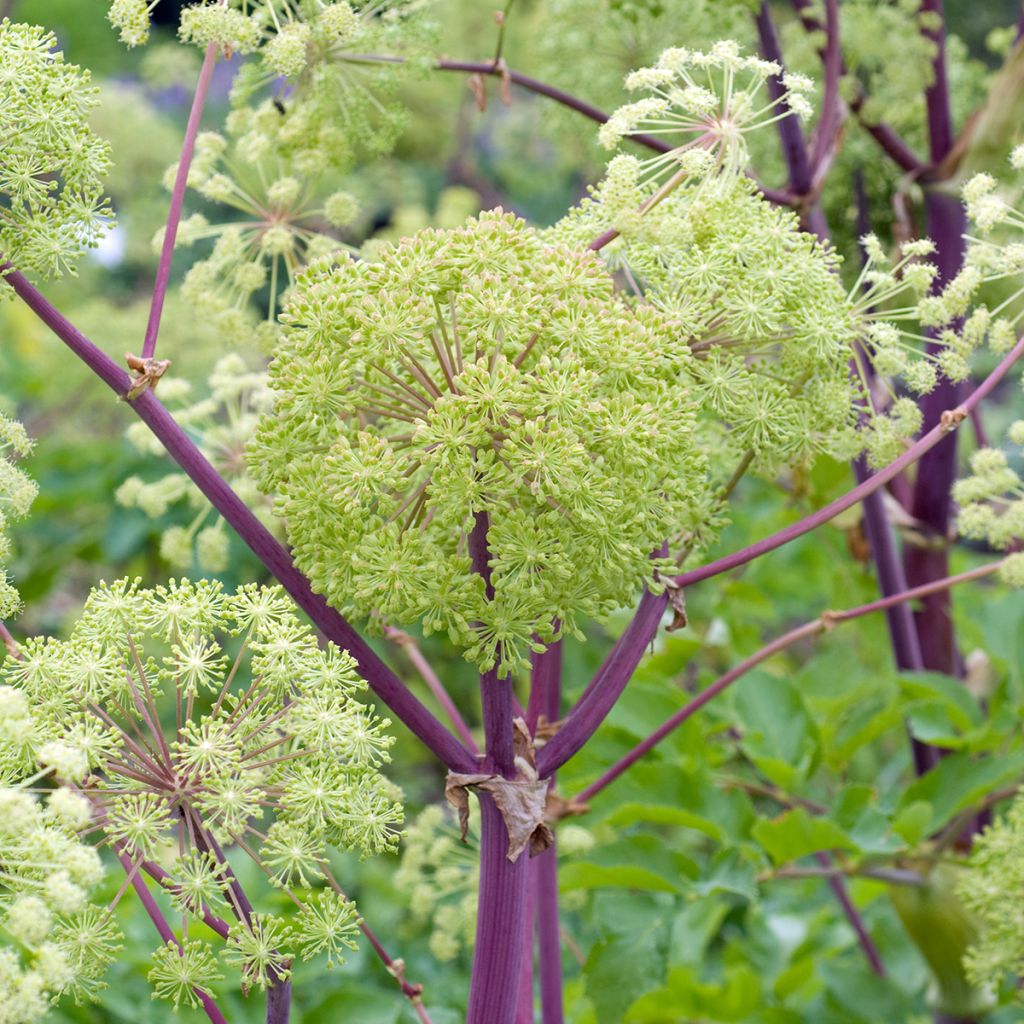 Angélique officinale - Angelica archangelica