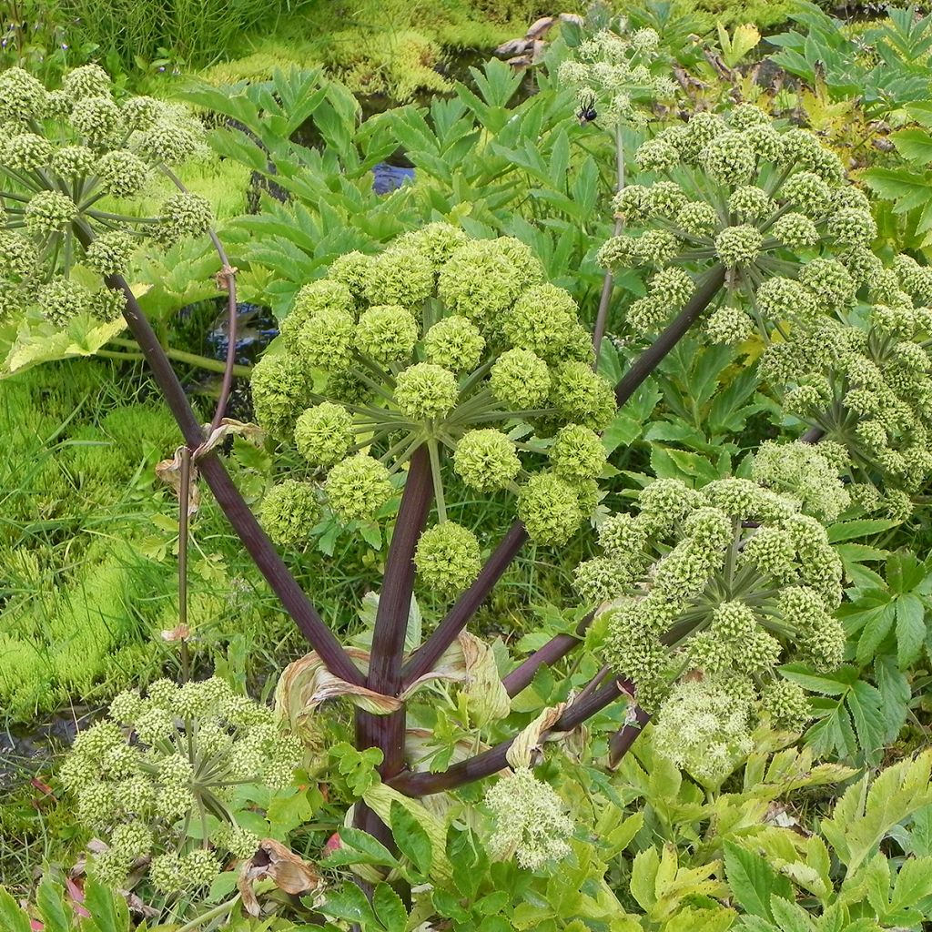 Angélique officinale - Angelica archangelica