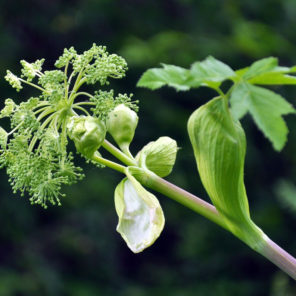 Angélique officinale - Angelica archangelica