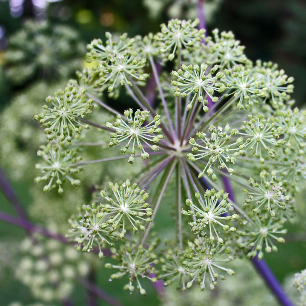 Angélique officinale - Angelica archangelica