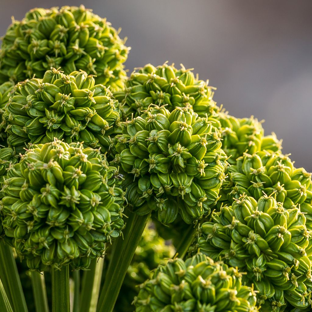 Angélique officinale - Angelica archangelica