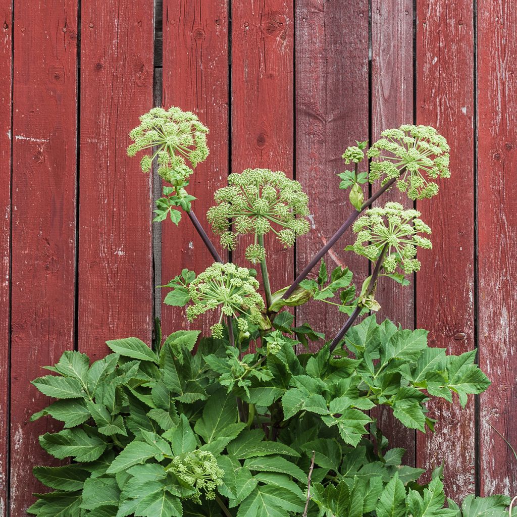 Angélique officinale - Angelica archangelica