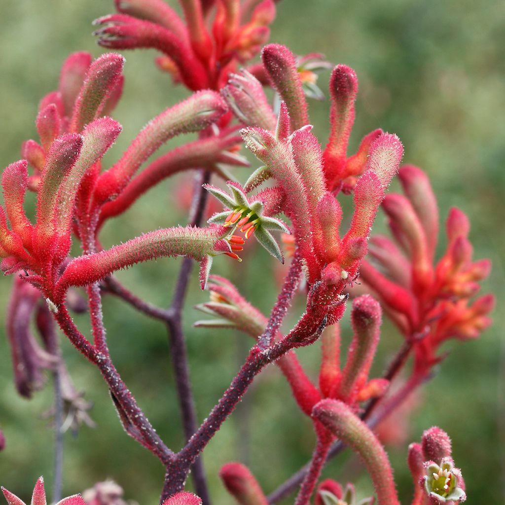 Anigozanthos flavidus