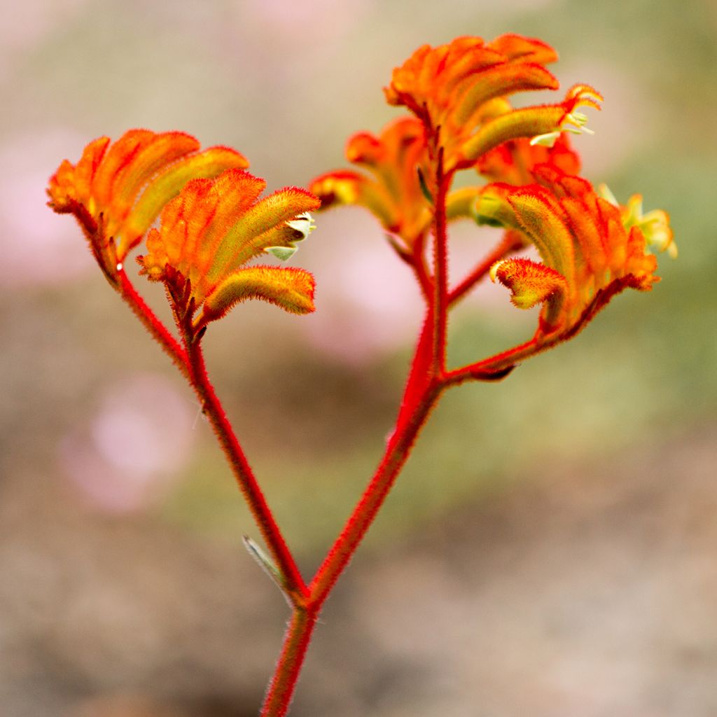 Anigozanthos flavidus