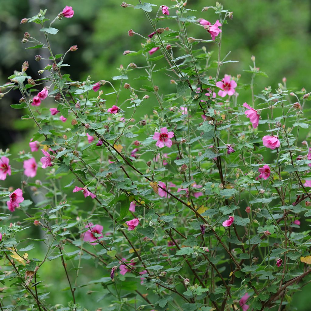 Anisodontea capensis El Rayo - Mauve arbustive du Cap