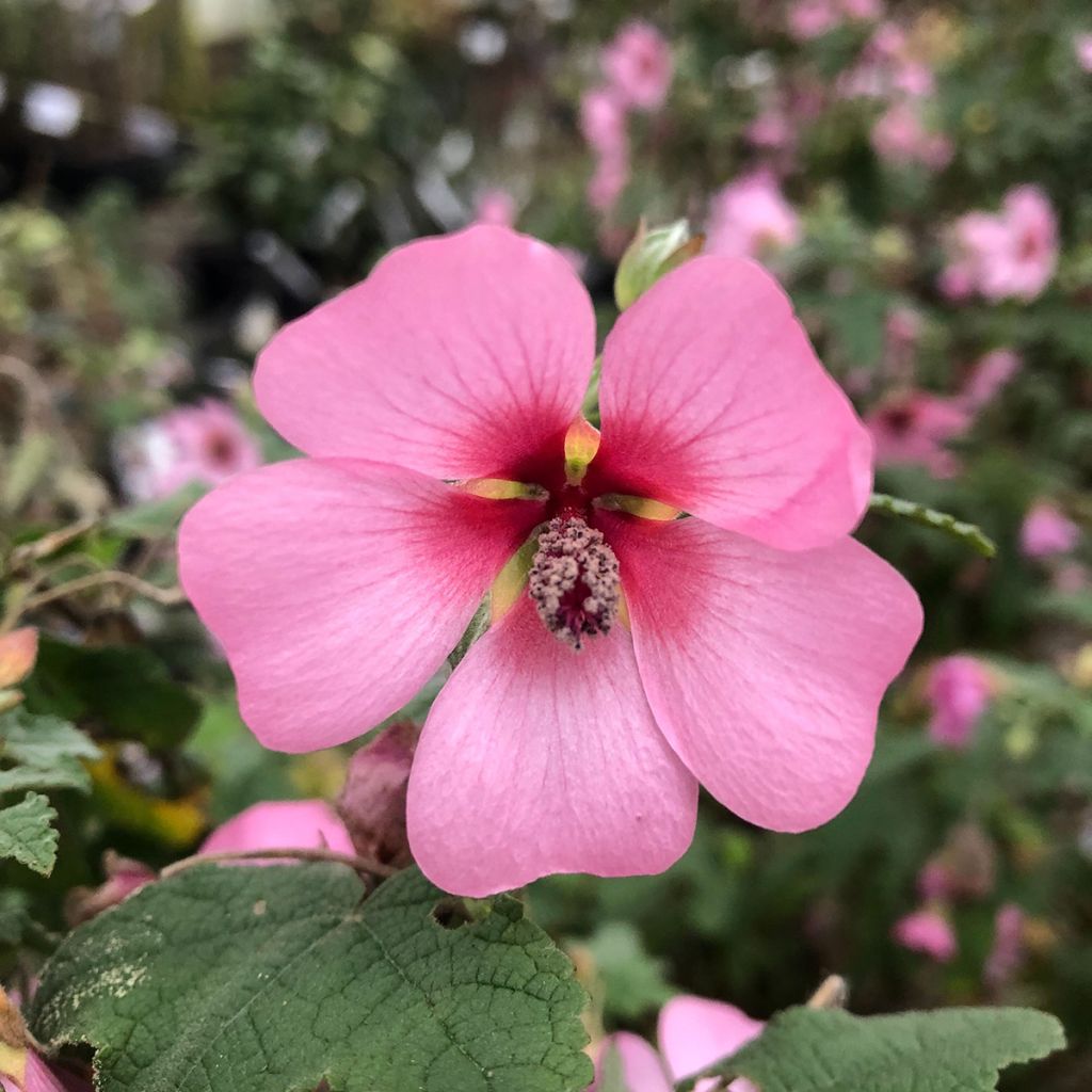 Anisodontea capensis El Rayo - Mauve arbustive du Cap