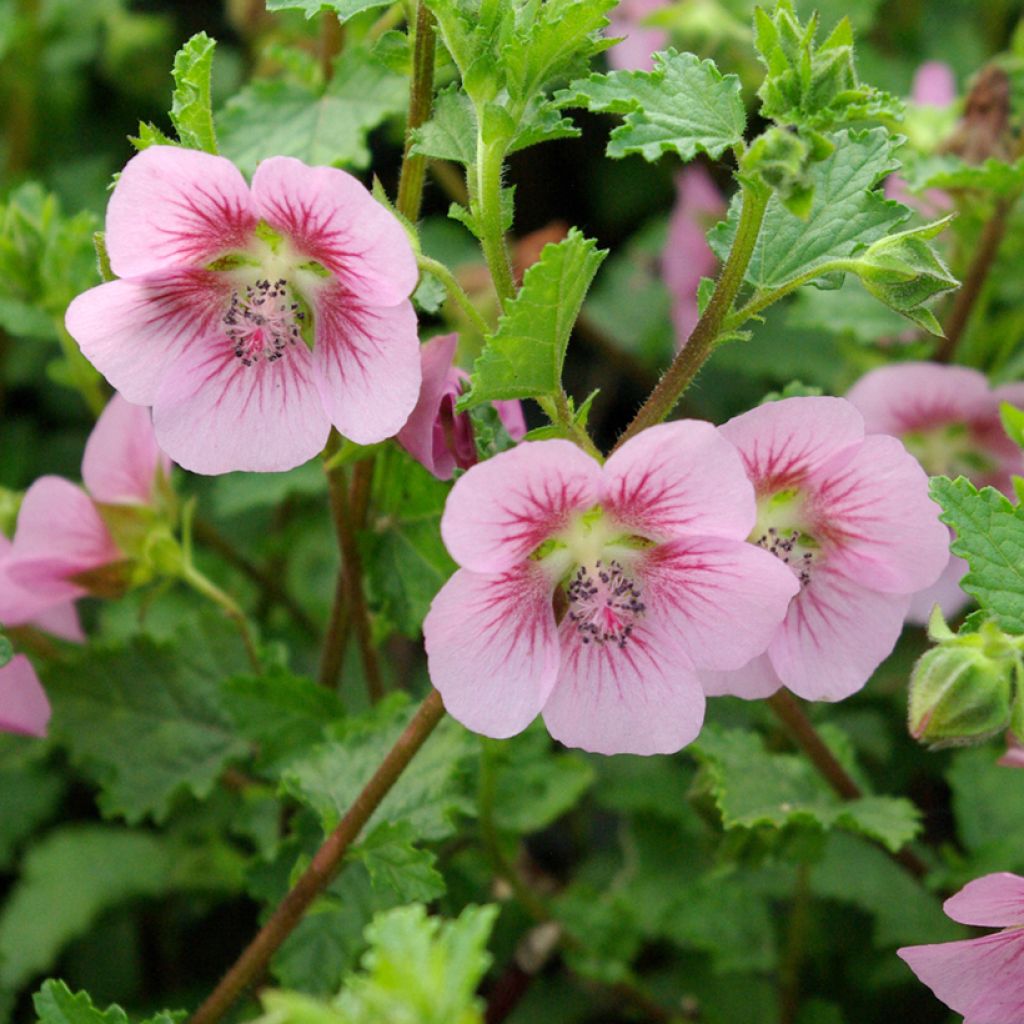 Anisodontea scabrosa Miss Pinky - Mauve du Cap