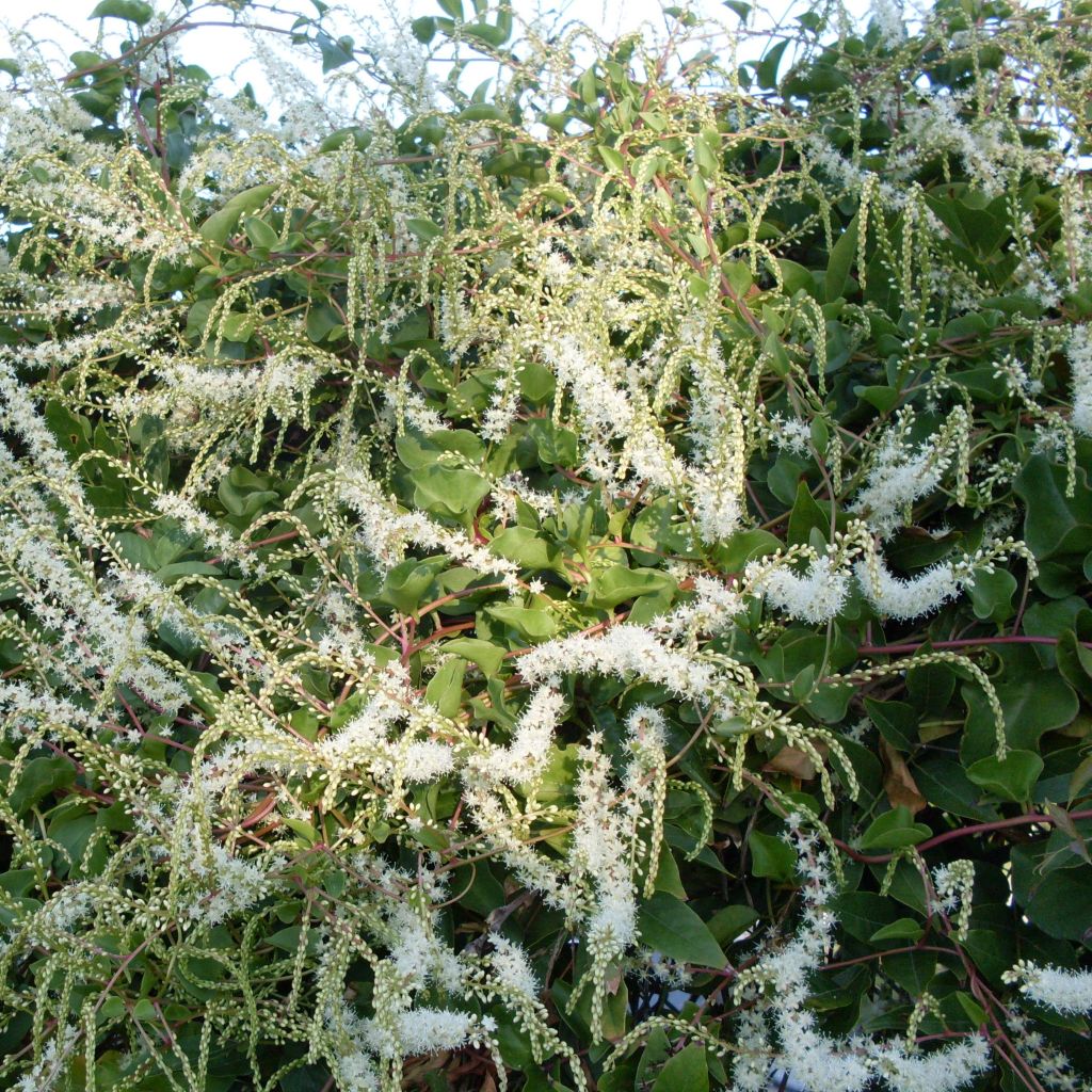 Anredera cordifolia - Liane de Madère