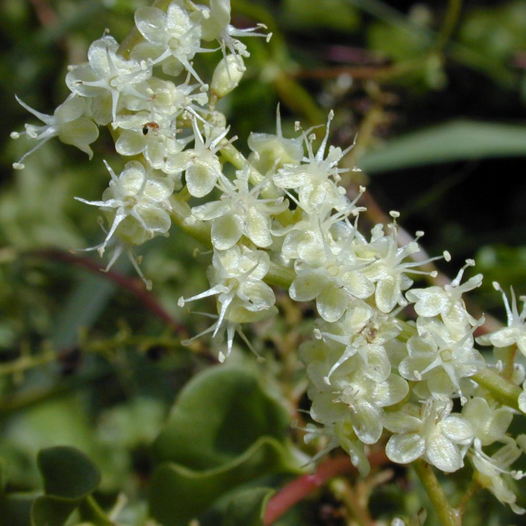 Anredera cordifolia - Liane de Madère