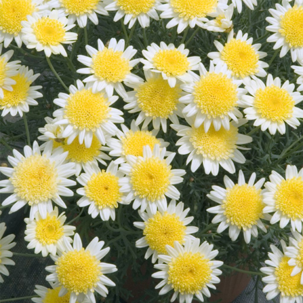 Anthémis Sole Mio jaune d'or et jaune pâle - Argyranthemum frutescens