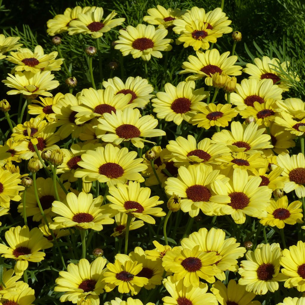 Anthémis Grandaisy Bright Yellow - Argyranthemum