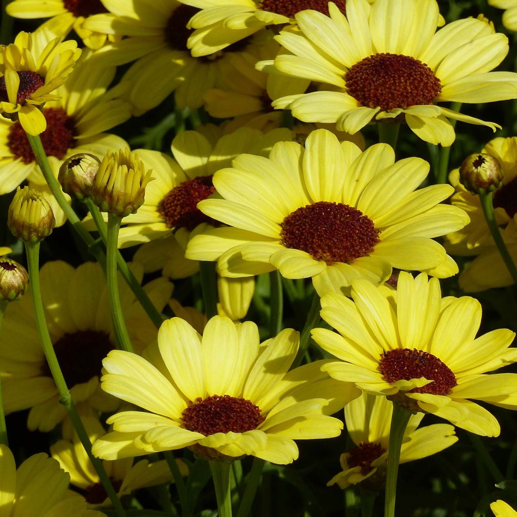 Anthémis Grandaisy Bright Yellow - Argyranthemum