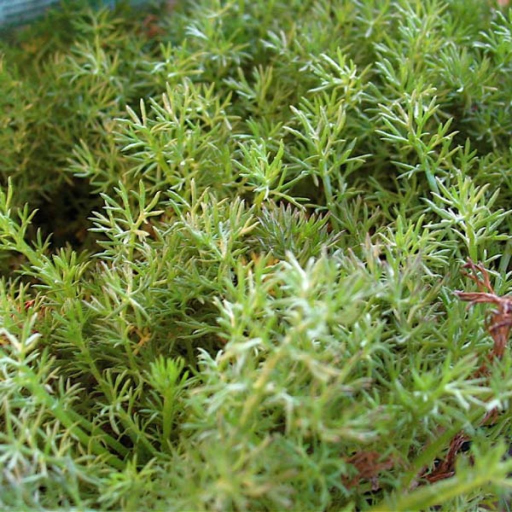 Camomille Romaine, Anthémis nobilis Treneague