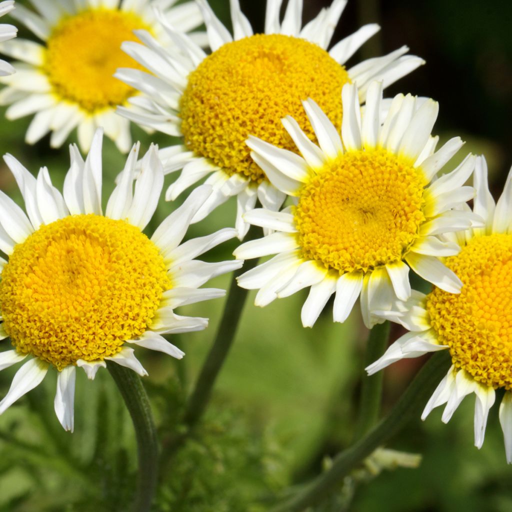 Anthemis punctata ssp. cupaniana