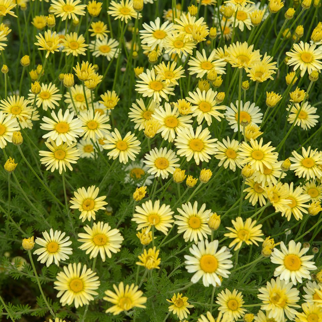 Anthemis tinctoria E.C. Buxton - Fausse Camomille