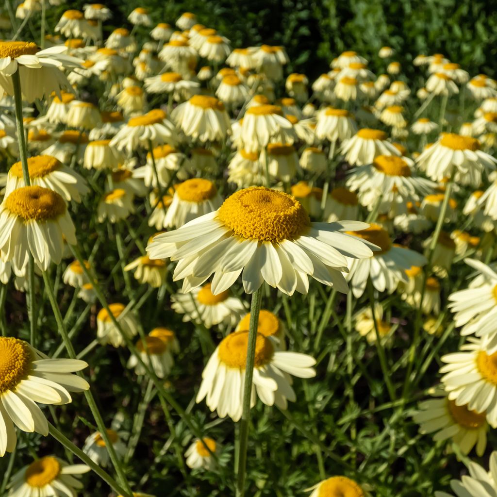 Anthemis tinctoria E.C. Buxton - Fausse Camomille