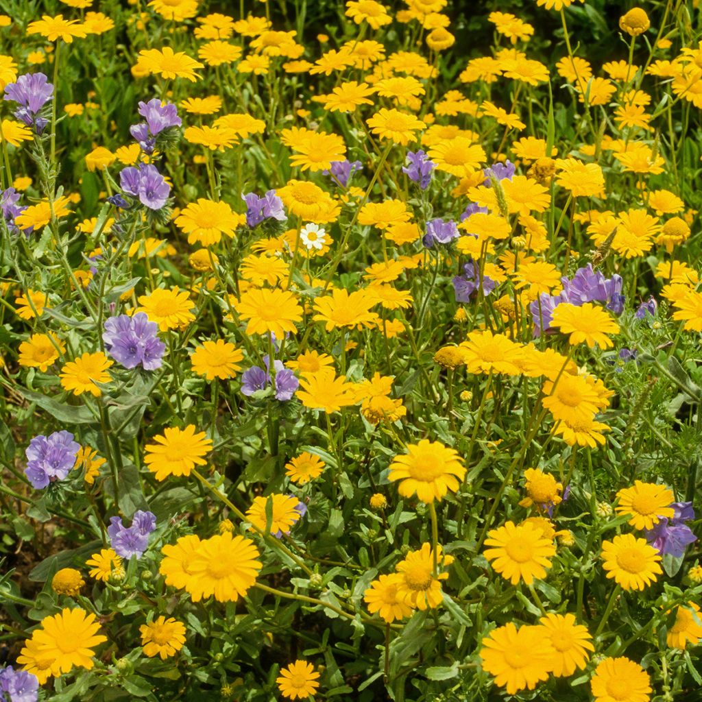 Anthemis tinctoria Kelwayi