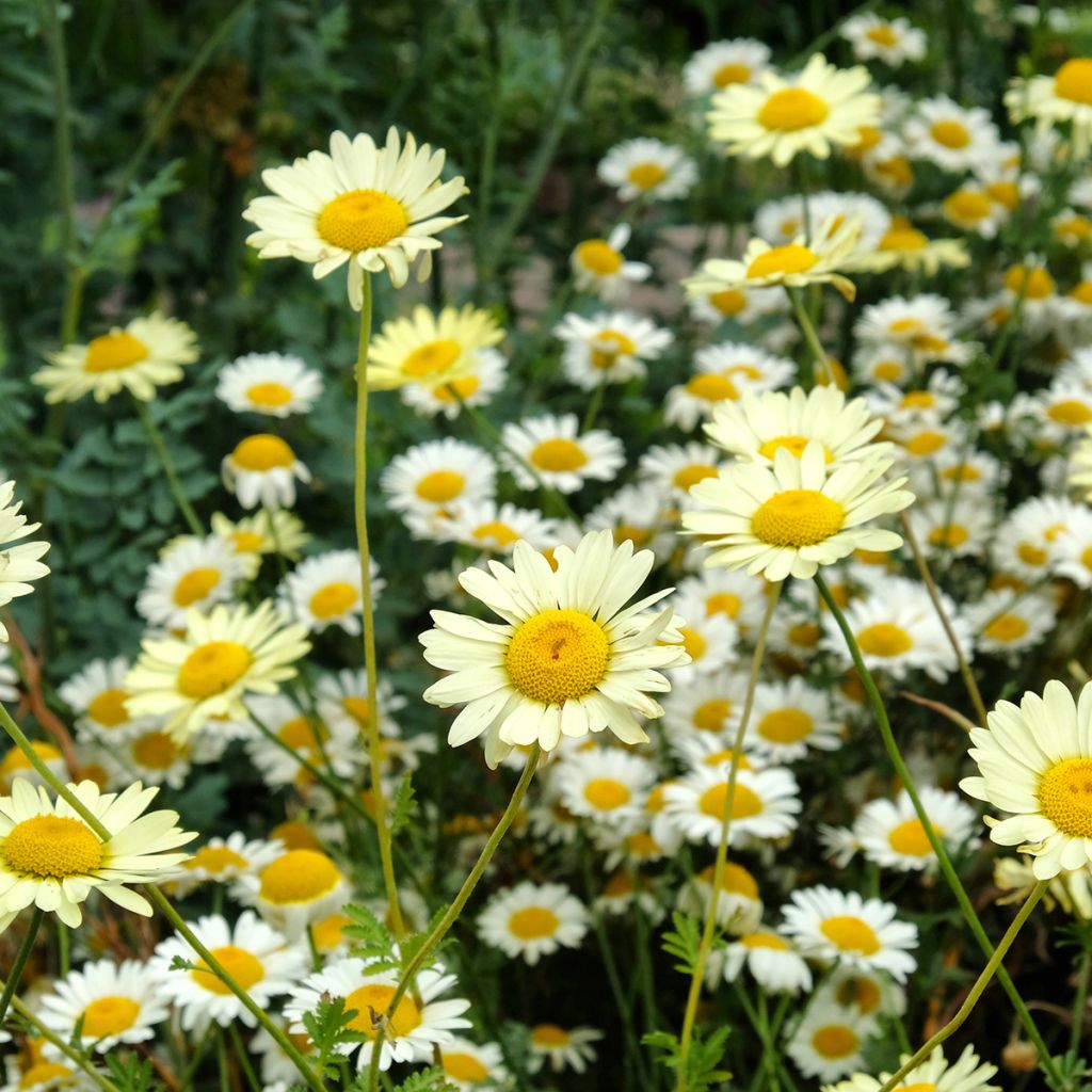 Anthemis tinctoria Sauce Hollandaise - Fausse Camomille