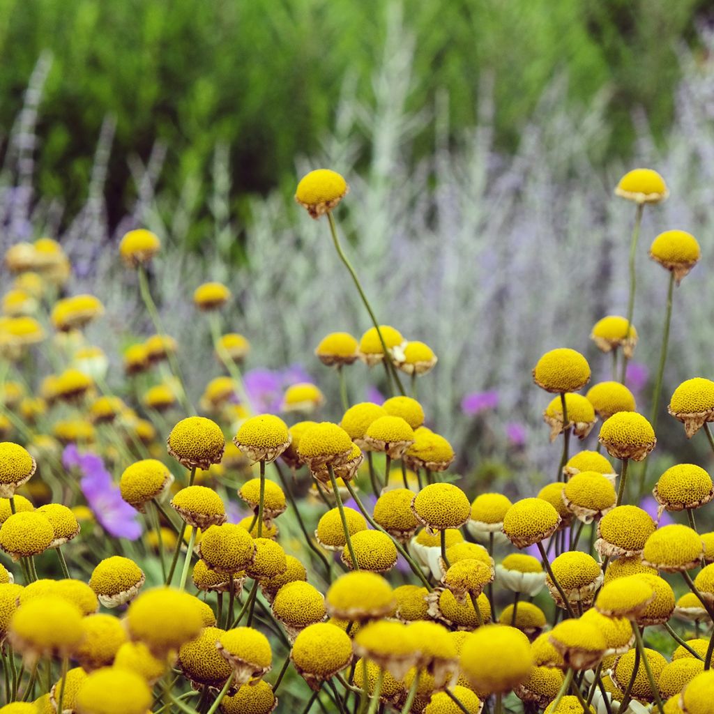 Anthemis tinctoria Sauce Hollandaise - Fausse Camomille