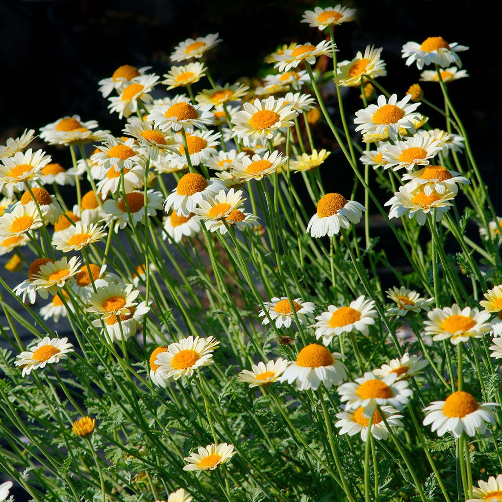 Anthemis tinctoria Sauce Hollandaise - Fausse Camomille