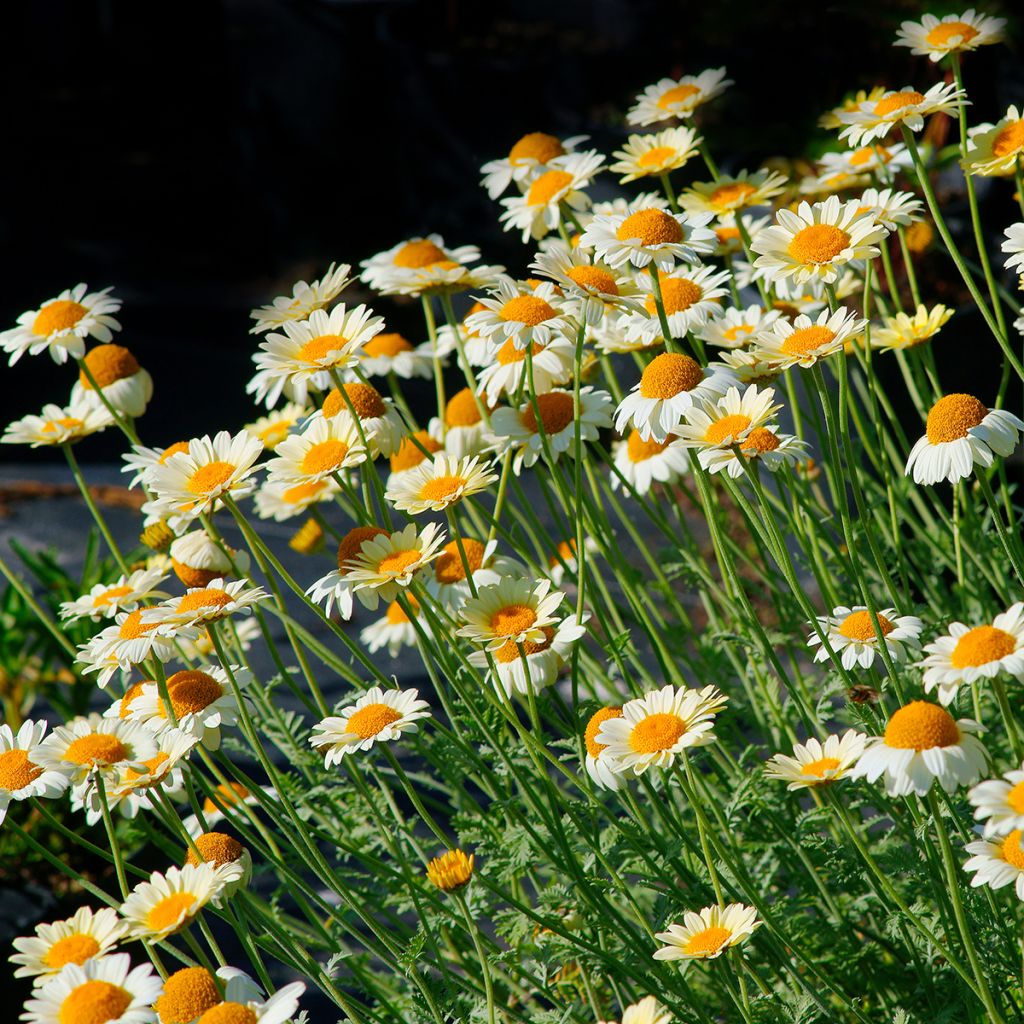 Anthemis tinctoria Sauce Hollandaise - Fausse Camomille