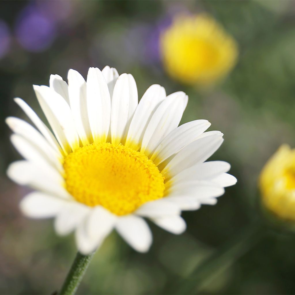 Anthemis tinctoria Sauce Hollandaise - Fausse Camomille