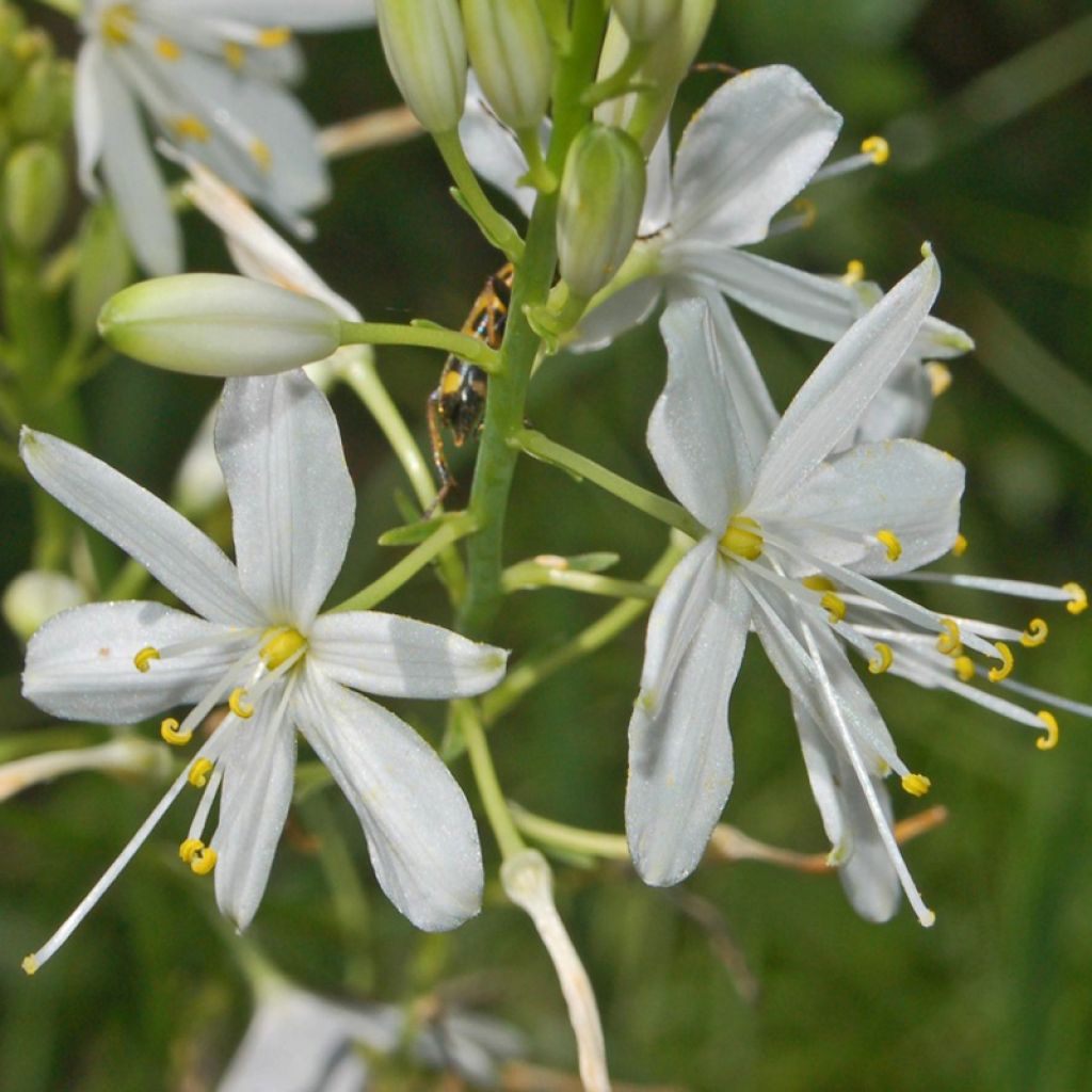 Anthericum ramosum, Phalengère