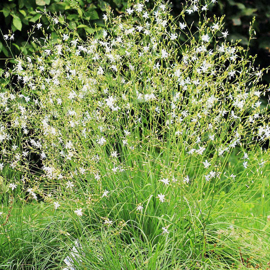 Anthericum ramosum, Phalengère