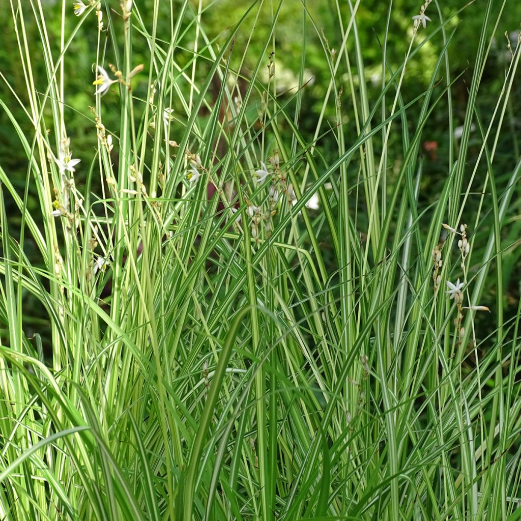 Anthericum  saundersiae Starlight - Chlorophytum panaché